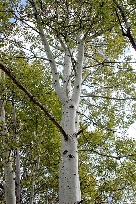 How Aspens Grow